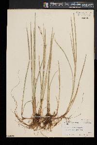 Carex tetanica image