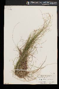 Carex trisperma image