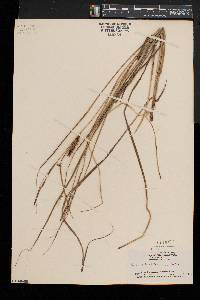 Carex striata image