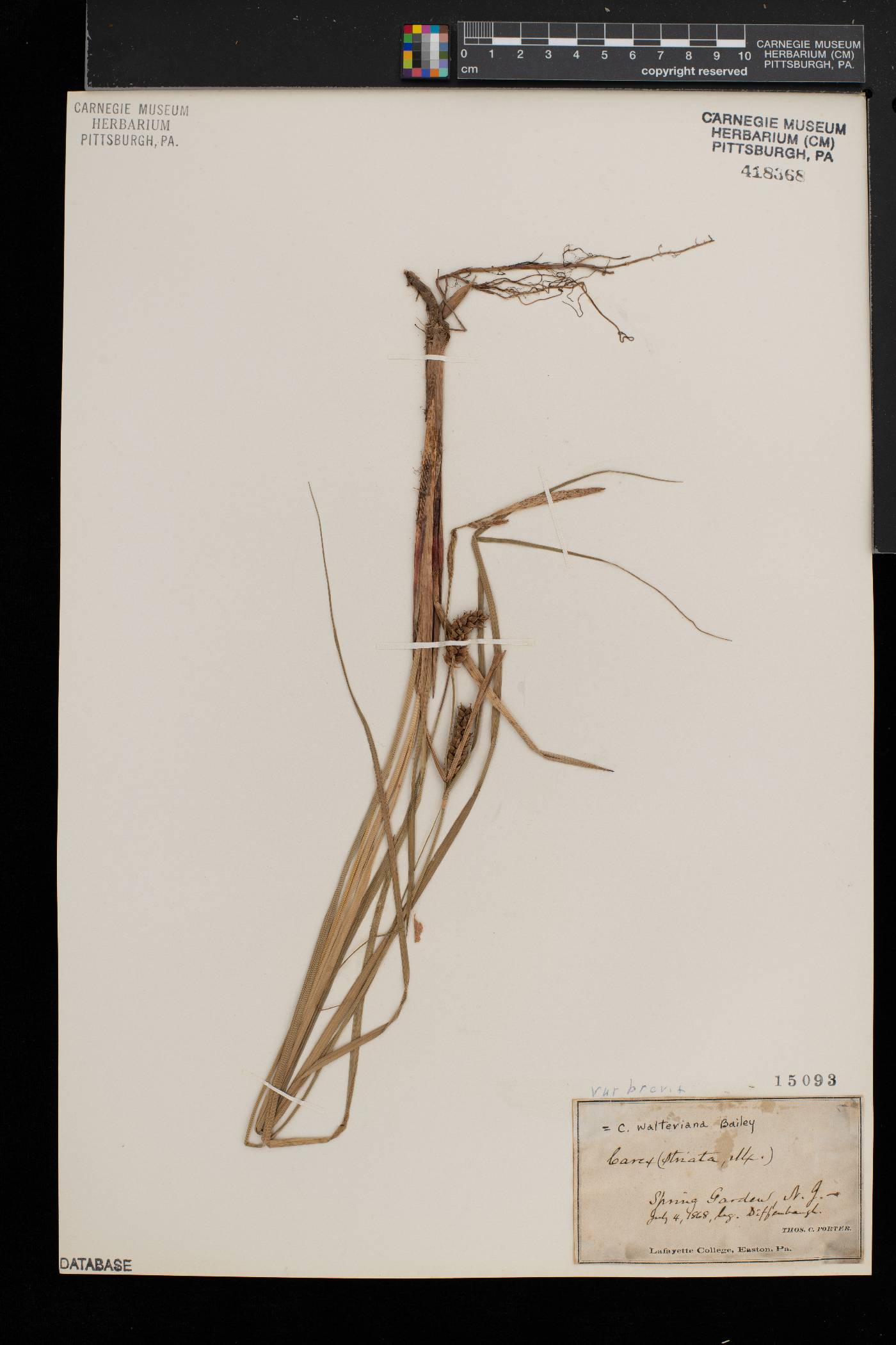 Carex striata image
