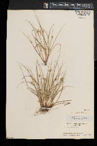 Carex willdenowii image