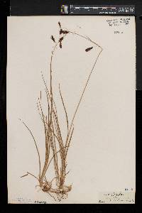 Carex frigida image