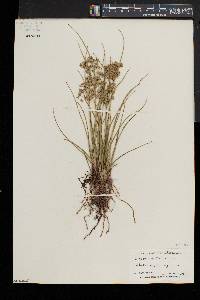 Cyperus dentatus image