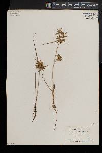 Cyperus flavescens image