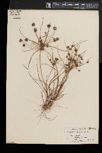 Cyperus grayi image