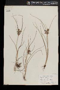 Cyperus grayi image