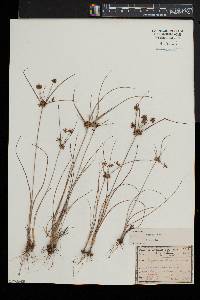 Cyperus grayi image