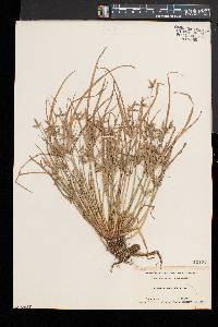 Cyperus bipartitus image