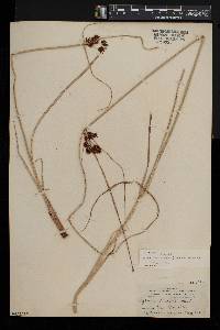 Cyperus longus subsp. badius image