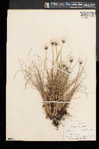 Eriophorum vaginatum image