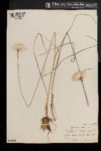 Eriophorum virginicum image