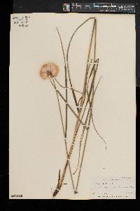 Eriophorum virginicum image