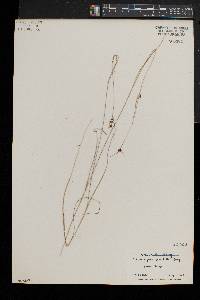 Rhynchospora gracilenta image