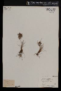 Isolepis prolifera image