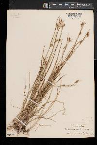 Scleria reticularis image