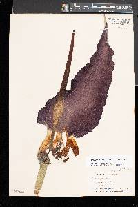 Dracunculus vulgaris image