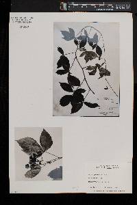 Rubus porteri image