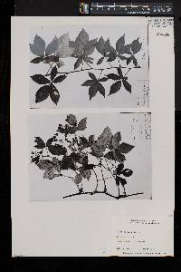 Rubus porteri image