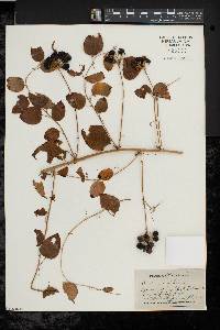 Smilax herbacea image