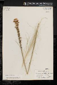 Xerophyllum asphodeloides image