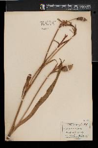 Iris versicolor image