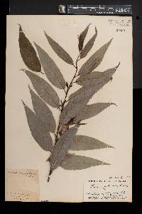 Salix amygdaloides image