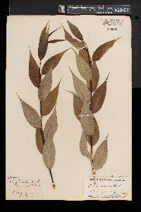 Salix lucida image