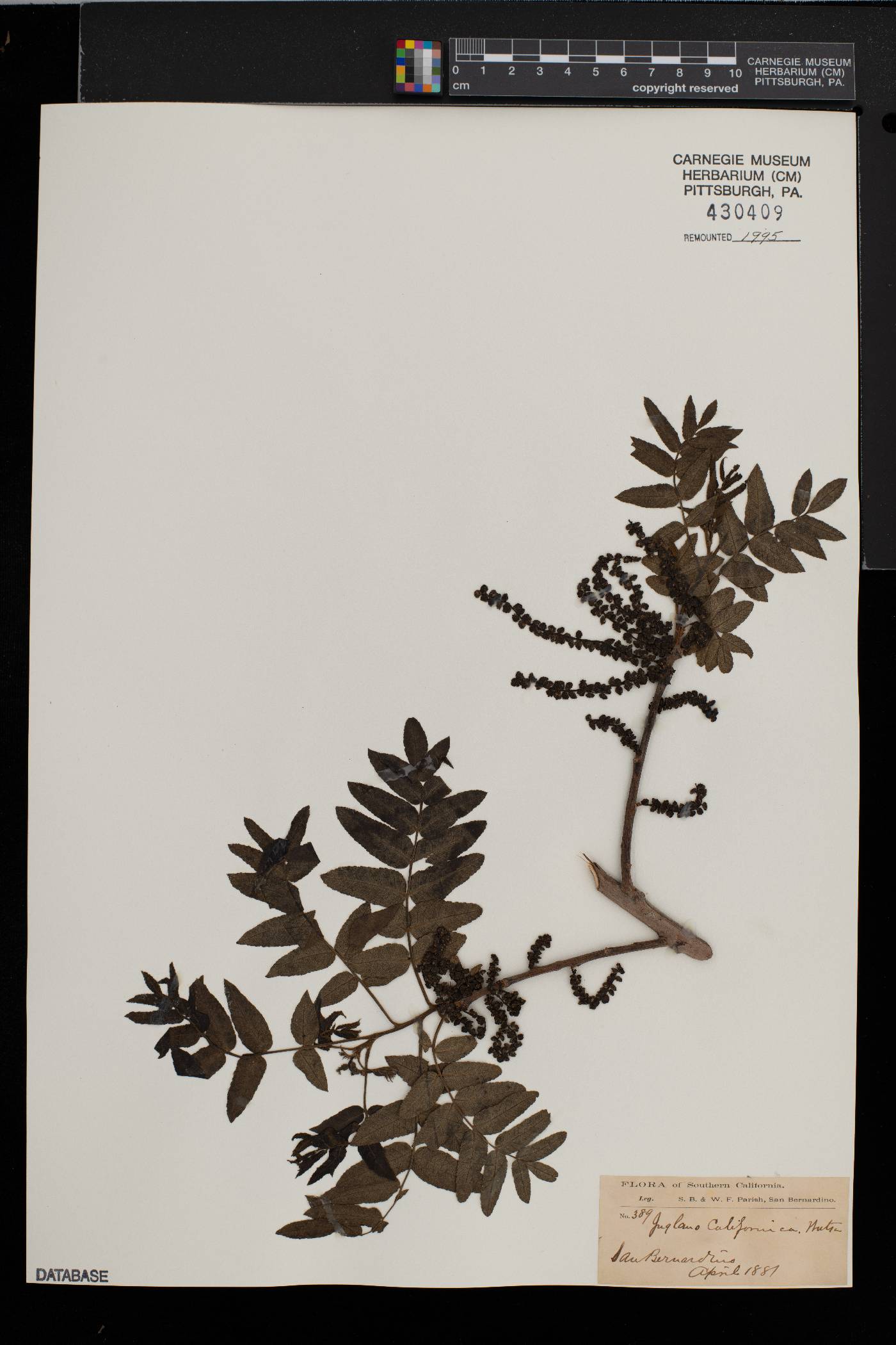 Juglans californica image