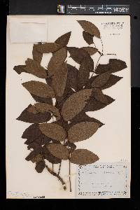 Juglans cinerea image