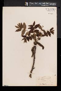 Juglans cinerea image