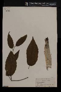 Betula alleghaniensis image