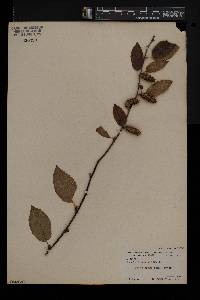 Betula alleghaniensis image