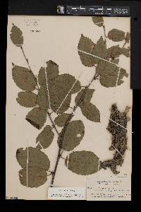 Betula cordifolia image