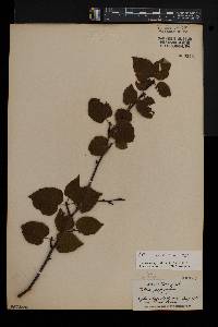 Betula cordifolia image