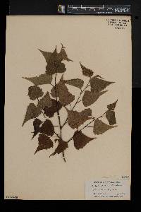 Betula populifolia image