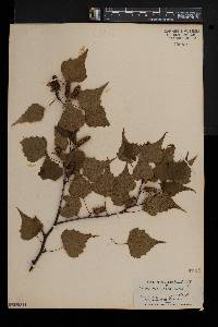 Betula populifolia image