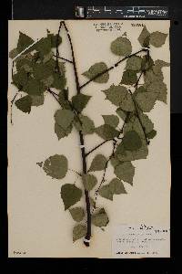 Betula populifolia image