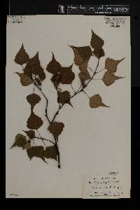 Betula populifolia image