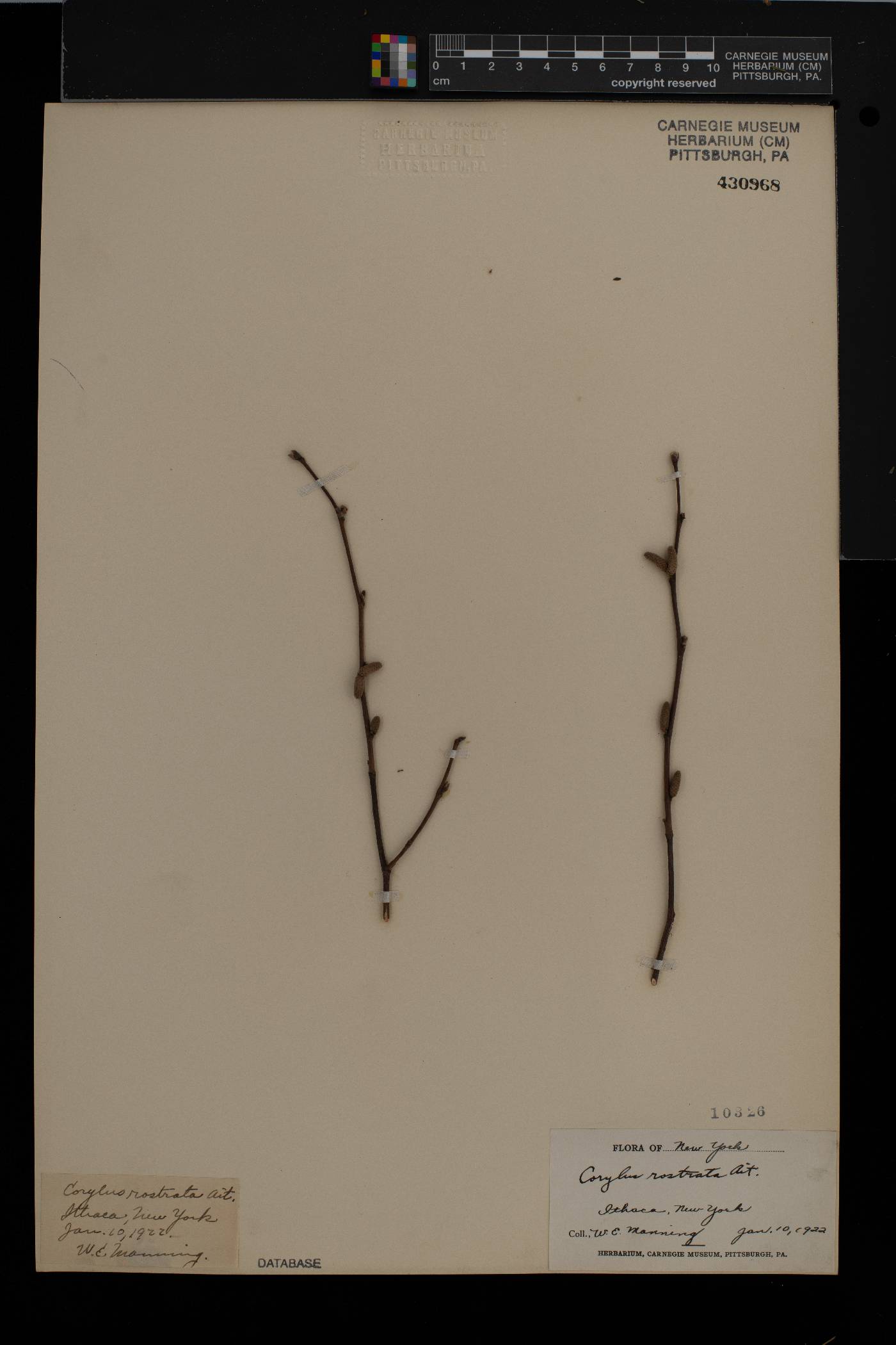 Corylus rostrata image