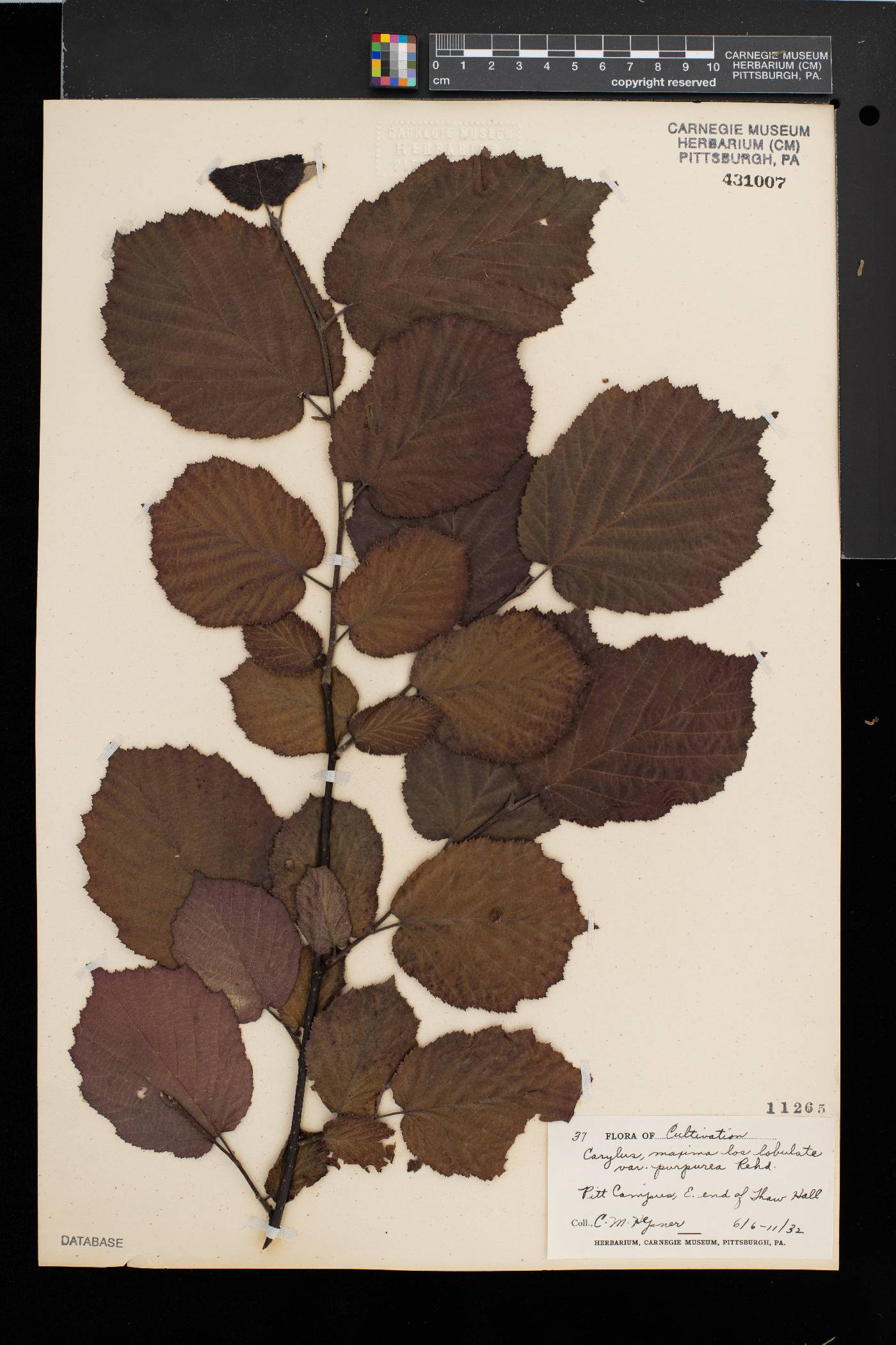 Corylus maxima image