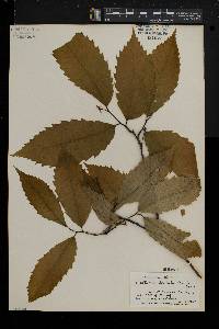 Castanea dentata image