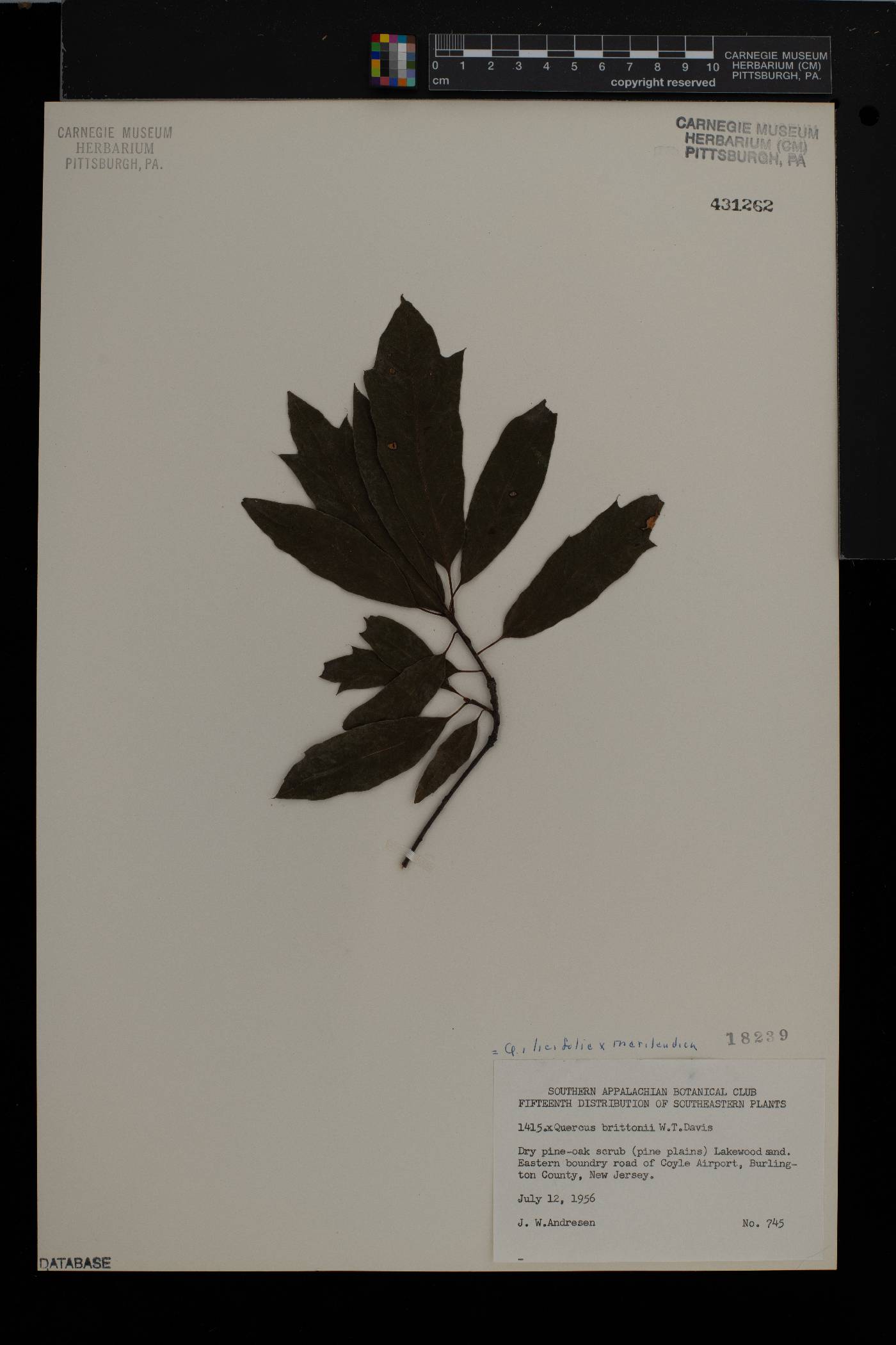 Quercus brittonii image