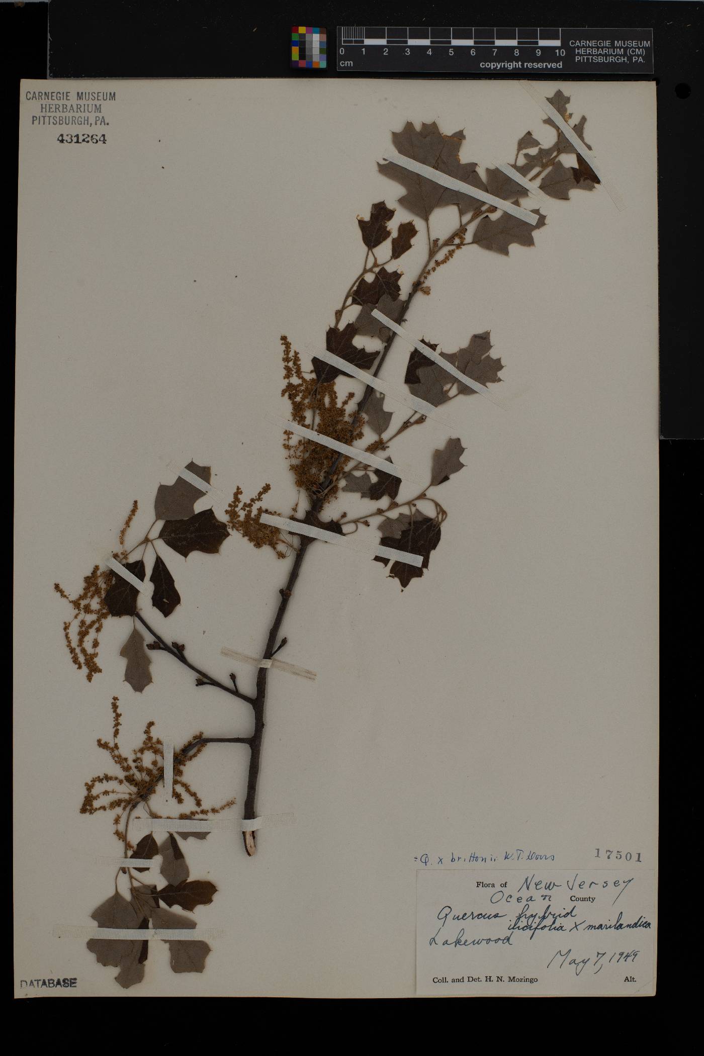 Quercus brittonii image