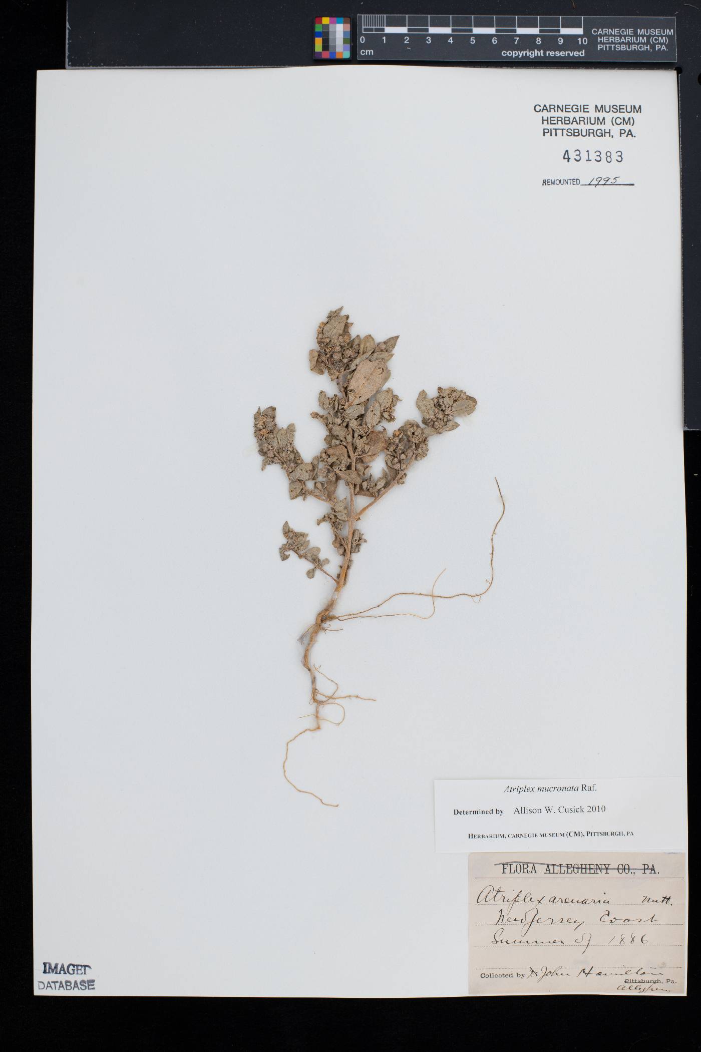 Atriplex mucronata image