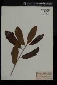 Quercus cerris image