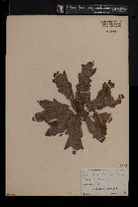 Quercus cerris image