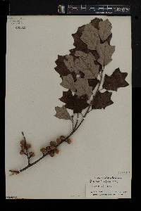 Quercus ilicifolia image