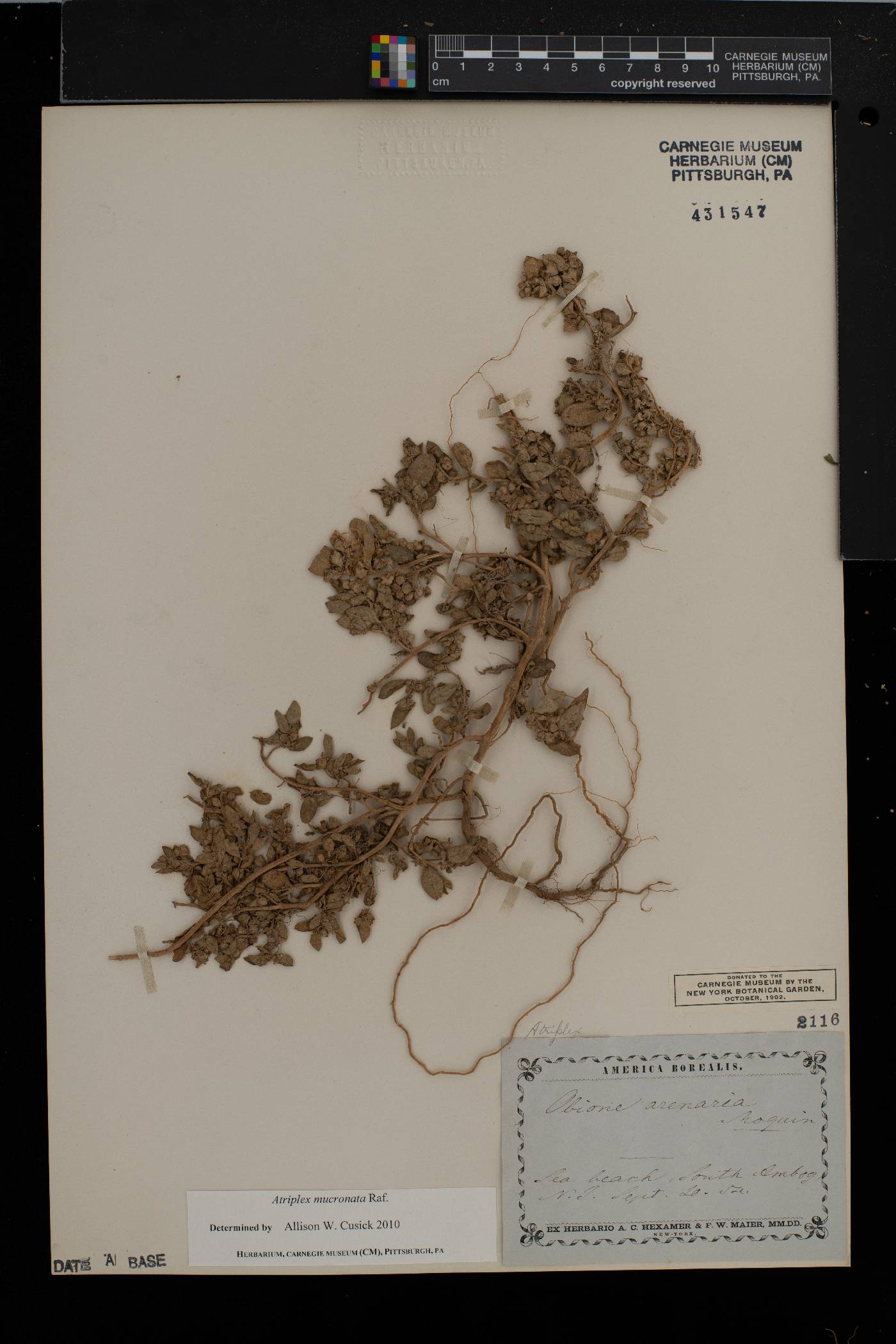 Atriplex mucronata image