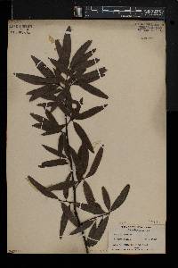 Quercus phellos image