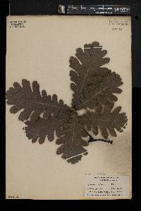 Quercus conferta image